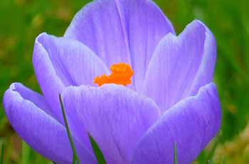 账号交易担保的在线DDOS攻击平台