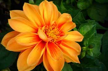 Web漏洞扫描工具