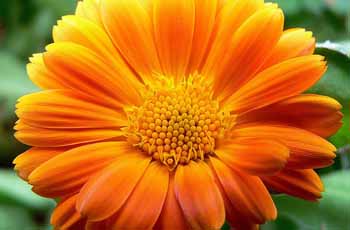 Web漏洞扫描工具